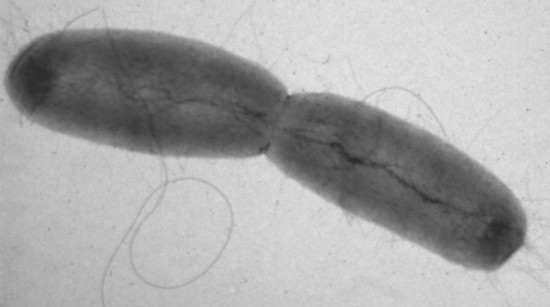Ehec Infektion - Article 3
